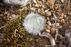 Crassula barbata barbata