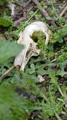 Oryctolagus cuniculus