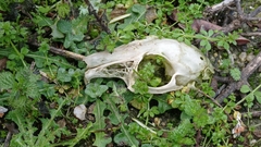 Oryctolagus cuniculus
