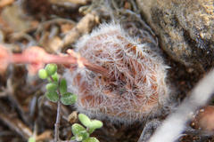 Crassula barbata barbata