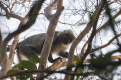 Trachypithecus margarita