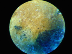 Fuscoporia ferruginosa