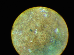 Fuscoporia ferruginosa