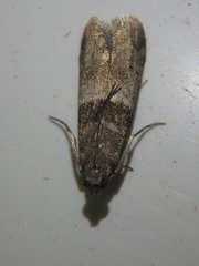 Elegia fallax