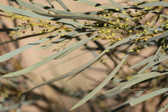 Acacia murrayana