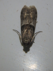 Elegia fallax