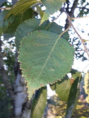 Betula utilis