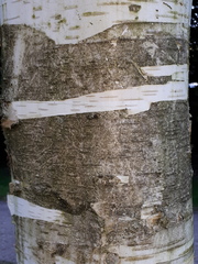 Betula utilis