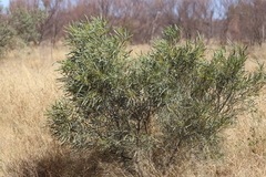 Acacia murrayana