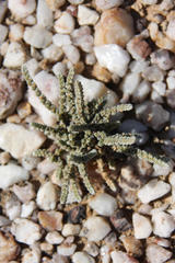Crassula muscosa muscosa