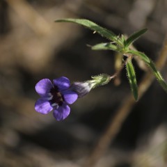 Anticharis senegalensis