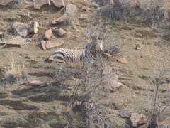 Equus zebra hartmannae