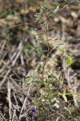 Anticharis senegalensis
