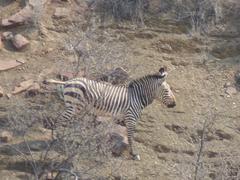 Equus zebra hartmannae