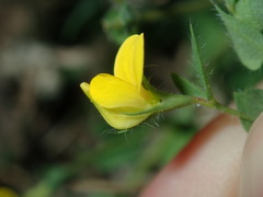 Lotus angustissimus
