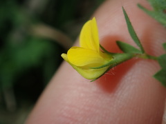 Lotus angustissimus
