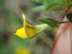 Lotus angustissimus