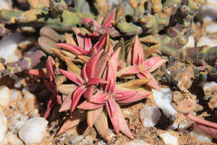 Crassula capitella thyrsiflora