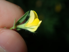 Lotus angustissimus