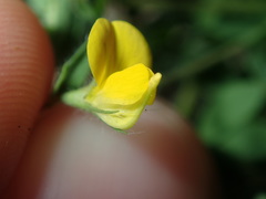Lotus angustissimus