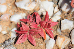 Crassula capitella thyrsiflora