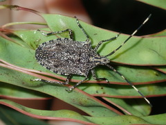 Alcaeus varicornis