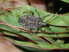 Alcaeus varicornis