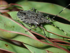 Alcaeus varicornis