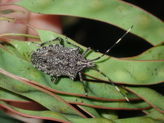 Alcaeus varicornis
