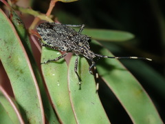 Alcaeus varicornis