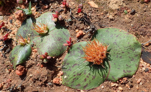 Massonia depressa