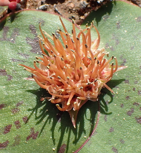 Massonia depressa
