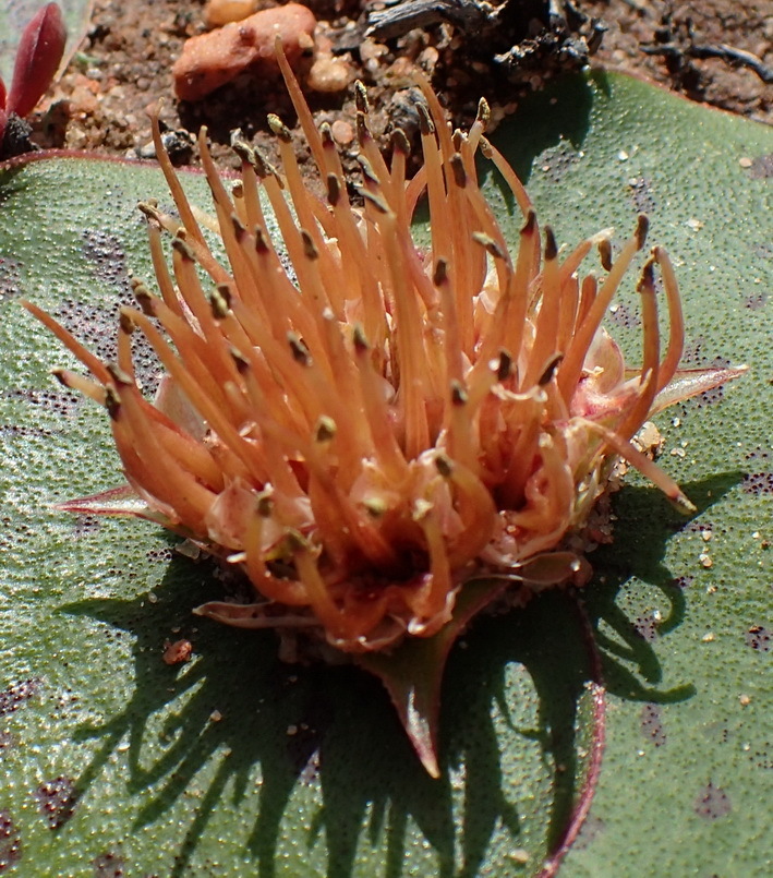 Massonia depressa, Gifberg, West Coast DC, South Africa