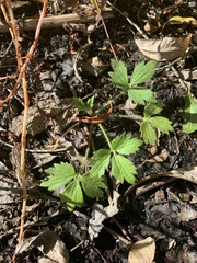 Ranunculus pensylvanicus
