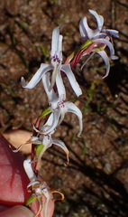 Disa biflora