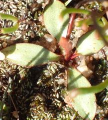 Disa biflora