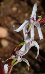 Disa biflora