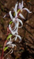 Disa biflora