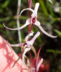 Disa biflora