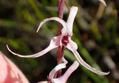 Disa biflora
