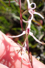 Disa biflora