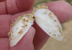 Tellinoidea