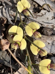 Bossiaeeae