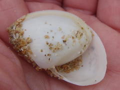 Tellinoidea