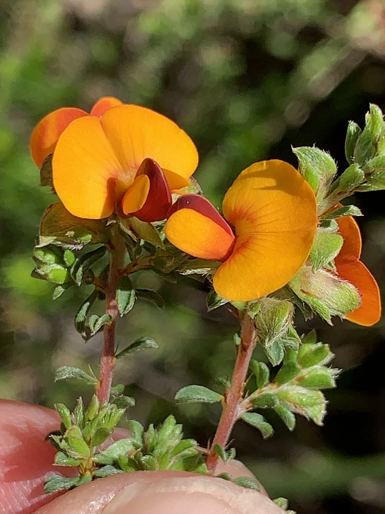 small-leaf bush-pea