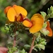 Small-leaf Bush-Pea - Photo (c) Lukas Clews, some rights reserved (CC BY), uploaded by Lukas Clews