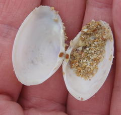 Tellinoidea