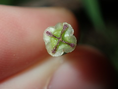 Papaver somniferum setigerum