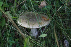 Amanita solitaria