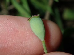 Papaver somniferum setigerum